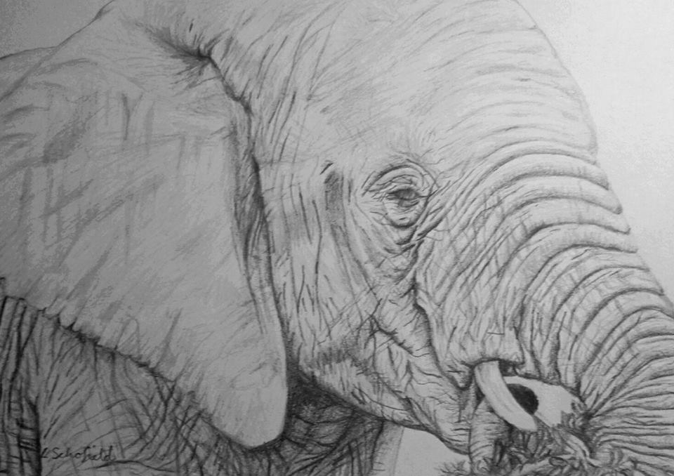 animals3